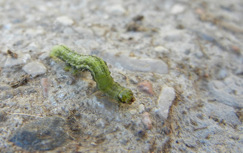 bruco di Noctuidae Plusiinae....dal Trentino